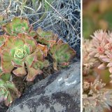 Aeonium volkeri, Igueste de S. Andres, Tenerife JLcoll.110   ÉPUISÉ - OUT of STOCK - AGOTADO